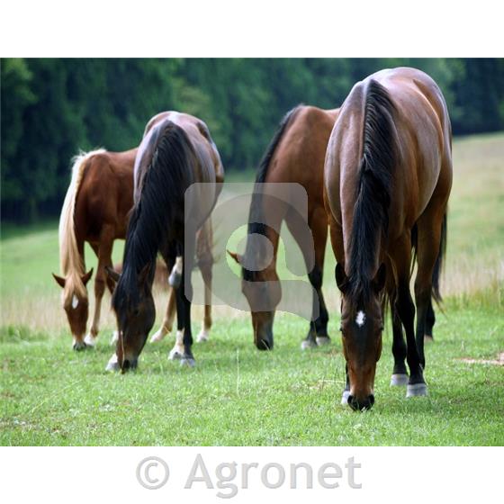 Travna mešanica Agrosaat 8 (za konje, kot paša-krma) 10 kg