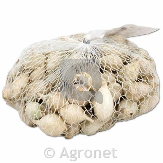 Čebulček Argenthea 500 g
