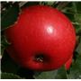 Jablana (Malus) Discovery M7-novejša odporna sorta jablane