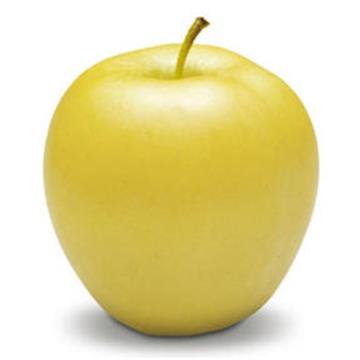 Jablana (Malus) Zlati delišes M7-novejša sorta jablane