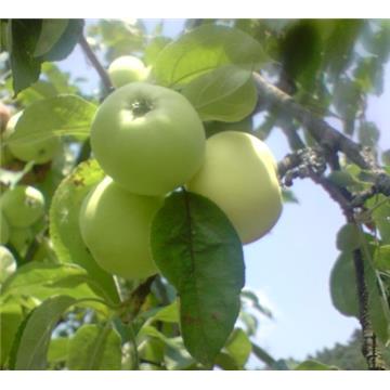Jablana (Malus) Beličnik M9 – stara odporna sorta jablane