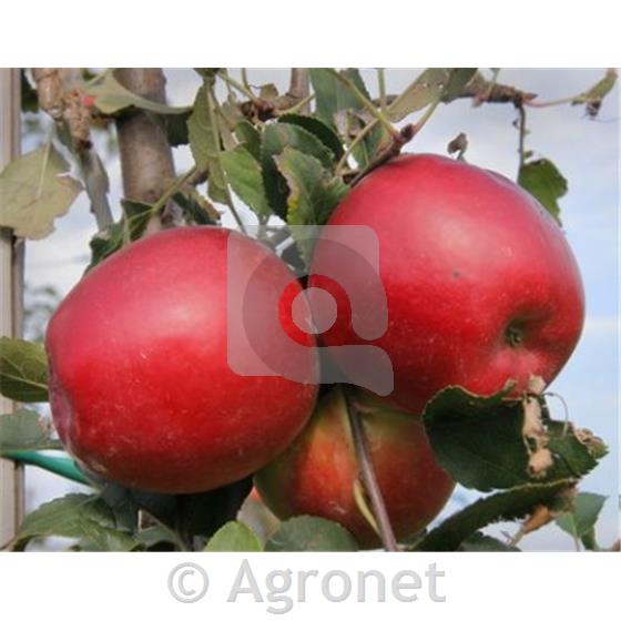 Jablana (Malus) Delorina M9 - odporna sorta jablane