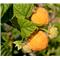Malina Rubus idaeus Golden Bliss