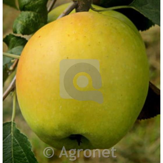 Jablana (Malus) Produkta M9 - odporna sorta jablane