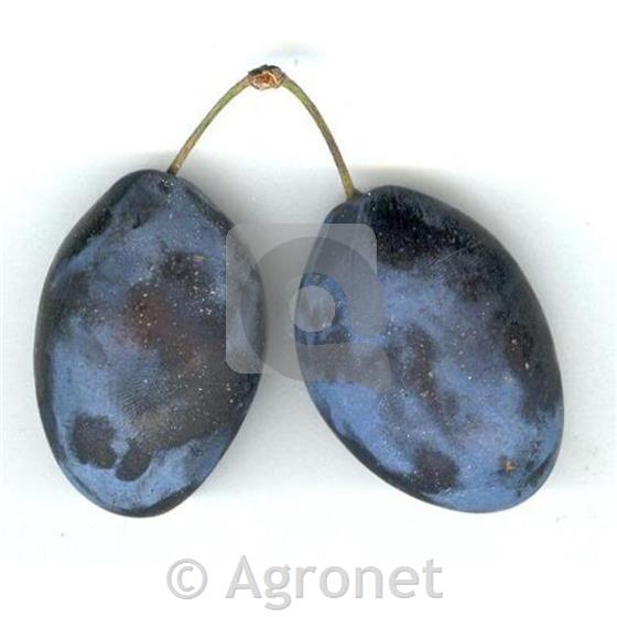 Sliva (Prunus domestica) Čačanska lepotica MIRABOLANA