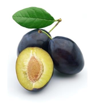 Sliva (Prunus domestica) Čačanska rodna MIRABOLANA