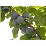 Sliva (Prunus domestica) Čačanska rodna MIRABOLANA