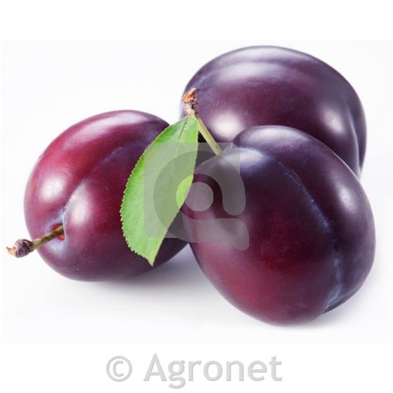 Sliva (Prunus domestica) Čačanska zgodnja MIRABOLANA