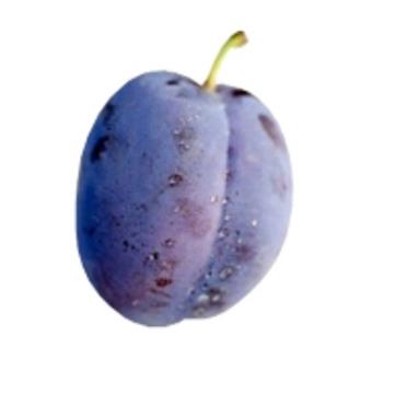 Sliva (Prunus domestica) Stanley MIRABOLANA