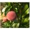 Breskev (Prunus persica) Fayette BRESKOV SEJANEC