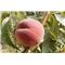 Breskev (Prunus persica) Fayette BRESKOV SEJANEC
