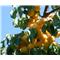 Marelica (Prunus armeniaca) Hargrand MIRABOLANA