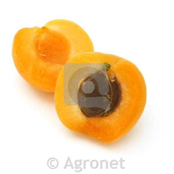 Marelica (Prunus armeniaca) Bergeron MIRABOLANA