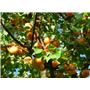 Marelica (Prunus armeniaca) Bergeron MIRABOLANA