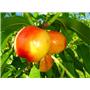 Nektarina (Prunus) Stark redgold BRESKOV SEJANEC