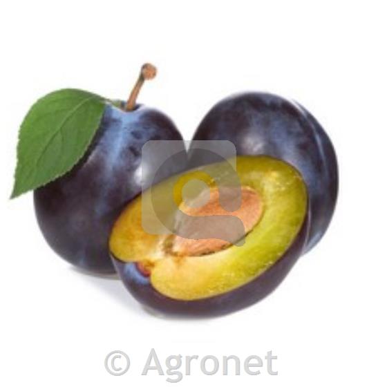 Sliva (Prunus domestica) Domača češplja MIRABOLANA