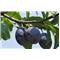 Sliva (Prunus domestica) Domača češplja MIRABOLANA